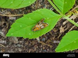 Attēlu rezultāti vaicājumam “Olethreutes arcuella”