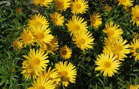 Image result for Buphthalmum salicifolium