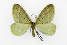 Attēlu rezultāti vaicājumam “Operophtera”