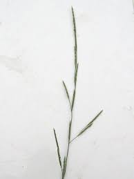 Attēlu rezultāti vaicājumam “Glyceria fluitans”