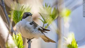 Attēlu rezultāti vaicājumam “Ficedula hypoleuca male”