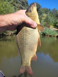 Image result for Wheatley Hill Angling Club