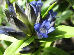Attēlu rezultāti vaicājumam “Gentiana cruciata bud”
