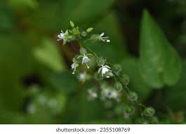 Attēlu rezultāti vaicājumam “Circaea lutetiana fruit”