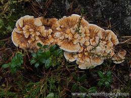 Attēlu rezultāti vaicājumam “Hydnellum aurantiacum”