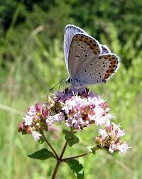 Attēlu rezultāti vaicājumam “Plebejus argyrognomon underside”
