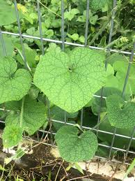 Attēlu rezultāti vaicājumam “Trichia scabra sessile”