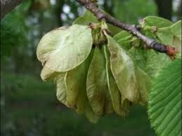 Attēlu rezultāti vaicājumam “Ulmus glabra fruit”