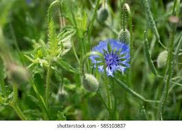 Attēlu rezultāti vaicājumam “Cyanus segetum flower”