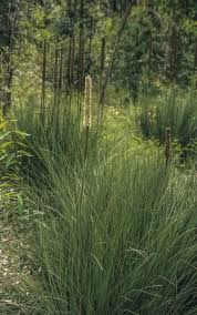 Attēlu rezultāti vaicājumam “Xanthoria fulva”