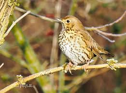 Attēlu rezultāti vaicājumam “Turdus philomelos”