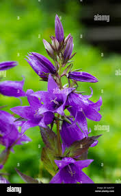 Attēlu rezultāti vaicājumam “Campanula latifolia flower”