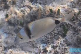 Image result for Diplodus vulgaris