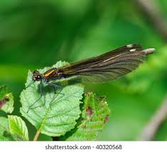 Attēlu rezultāti vaicājumam “Calopteryx virgo female”