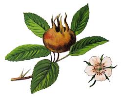 Attēlu rezultāti vaicājumam “Mespilus germanica”