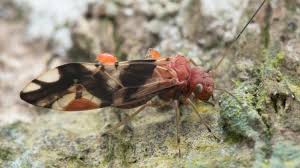 Attēlu rezultāti vaicājumam “Psocoptera”