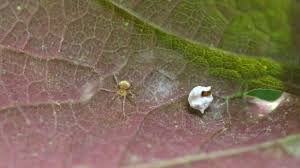 Attēlu rezultāti vaicājumam “Paidiscura pallens”