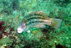 Image result for Symphodus bailloni