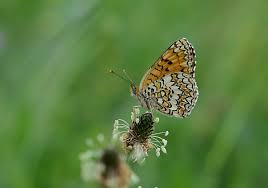 Attēlu rezultāti vaicājumam “Mellicta athalia underside”