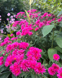 Attēlu rezultāti vaicājumam “Hylotelephium telephium flower”
