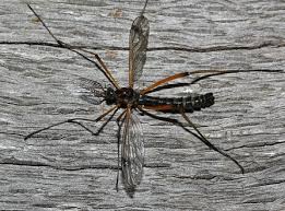 Attēlu rezultāti vaicājumam “Dictenidia bimaculata male”