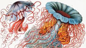 Image result for ernst haeckel