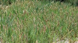 Attēlu rezultāti vaicājumam “Schistidium robustum sporophyte”