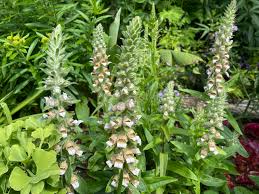 Image result for Digitalis lanata