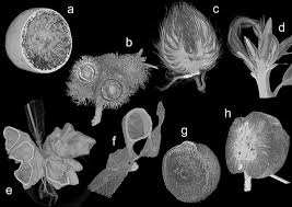 Attēlu rezultāti vaicājumam “Cynipidae”