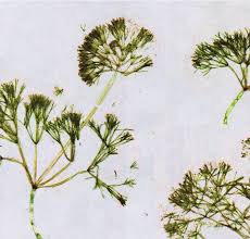 Attēlu rezultāti vaicājumam “Nitella sp.”