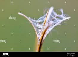 Attēlu rezultāti vaicājumam “Epilobium angustifolium fruit”
