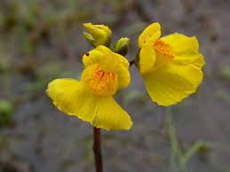 Attēlu rezultāti vaicājumam “Utricularia vulgaris”