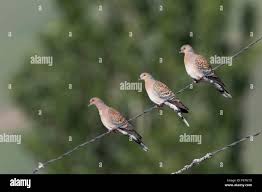 Image result for Streptopelia orientalis