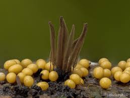 Attēlu rezultāti vaicājumam “Metatrichia floriformis spores”