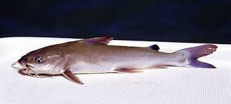 Image result for Ariopsis felis