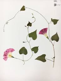 Image result for Ipomoea purpurea