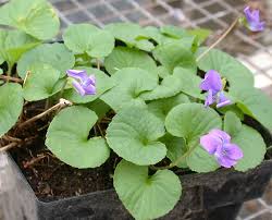 Attēlu rezultāti vaicājumam “Viola epipsila leaf”