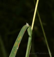 Attēlu rezultāti vaicājumam “Poa humilis”