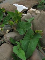 Attēlu rezultāti vaicājumam “Calystegia sepium leaf”