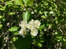 Attēlu rezultāti vaicājumam “Crataegus douglasii”
