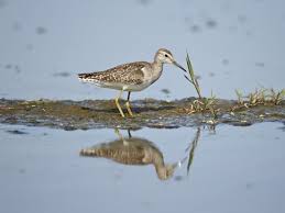 Attēlu rezultāti vaicājumam “Tringa glareola”