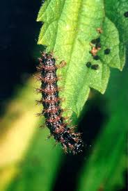 Attēlu rezultāti vaicājumam “Araschnia levana larva”