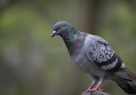 Image result for Columba palumbus