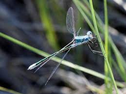 Attēlu rezultāti vaicājumam “Lestes dryas”