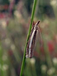 Attēlu rezultāti vaicājumam “Crambus”