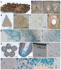 Attēlu rezultāti vaicājumam “Cyathus striatus”