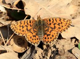 Attēlu rezultāti vaicājumam “Boloria dia upperside”