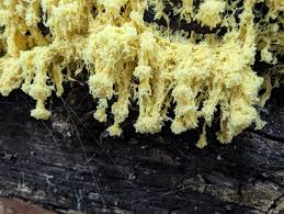 Attēlu rezultāti vaicājumam “Fuligo septica var. flava young”