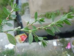 Attēlu rezultāti vaicājumam “Polygonum arenastrum leaf”
