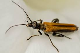 Attēlu rezultāti vaicājumam “Oedemera femorata”